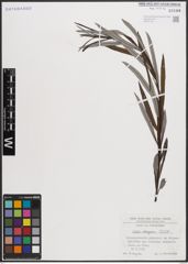 Foto von Salix eleagnos Scop.